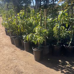 5 Gallon Size- Avocado Trees- Fig Trees- Pear Trees- Cherry Trees- Guava Trees- Peach Trees- Apple Trees- Nectarine Trees- Loquat Trees 