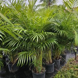 arecas 5/6 feet tall $35 , 8/9 feet tall $80