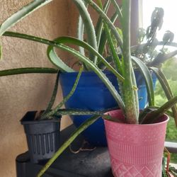 Aloe Vera