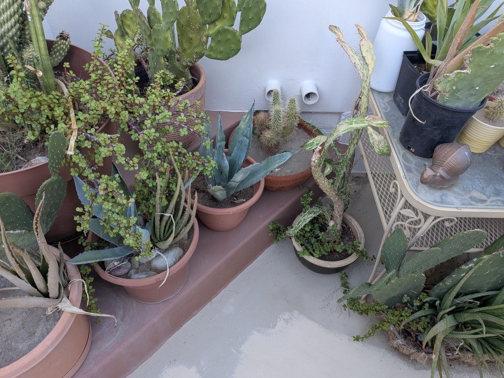 600 Potted Cactus Plants In Different Variations Small Large Medium.