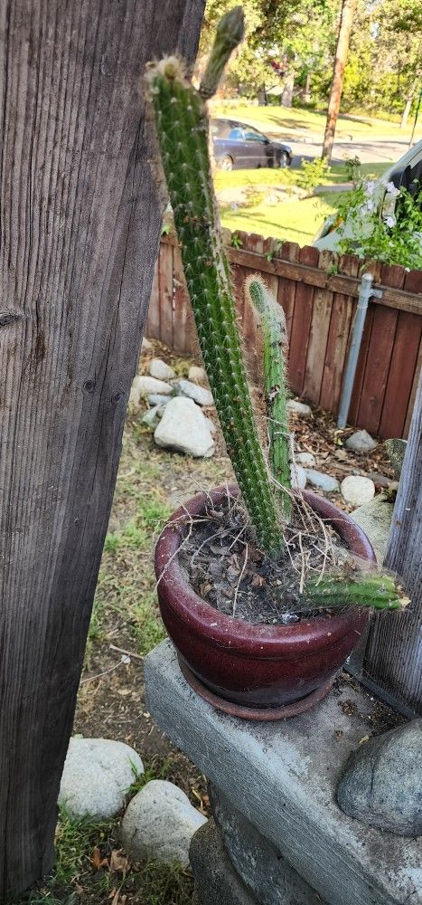 Succulent Catus Plants