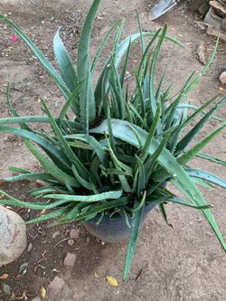 In Good Shape Plants