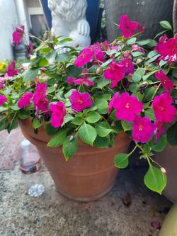 Large Impatien flowering plant in a terra cotta pot of 15"Dia x14"H