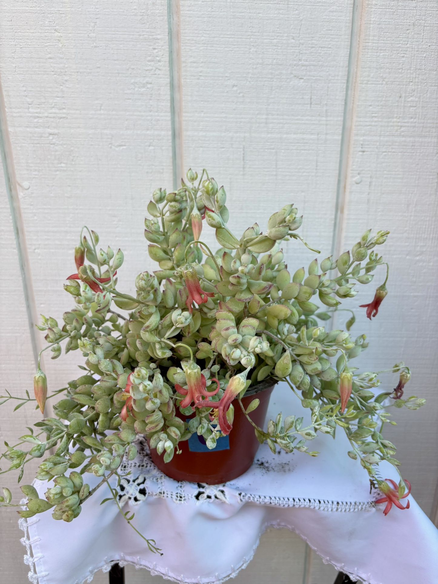 Succulent Cotyledon