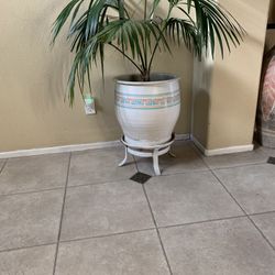 $99 Large Indoor Plants With Ceramic Pot