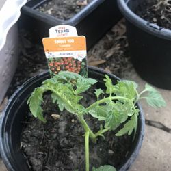 Sweet Cherry Tomato Seedling Plant 1 Gallon Free Black Eyed Susan Plant