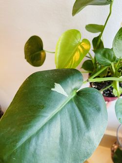 Sport Variegated Monstera for Sale in Perris, CA - OfferUp