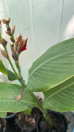 Cannalily