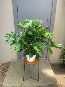 Philodendron Lickety Split House Plant 8” Pot