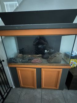 Bearded Dragon Enclosure With Custom Built Stand