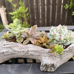 Cute Succulent Planter