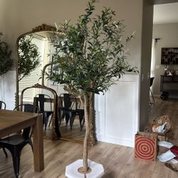 Costco Olive Tree
