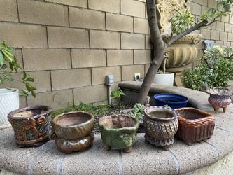 Korea pot succulent