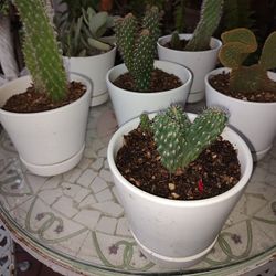  Succulent Mix Pots