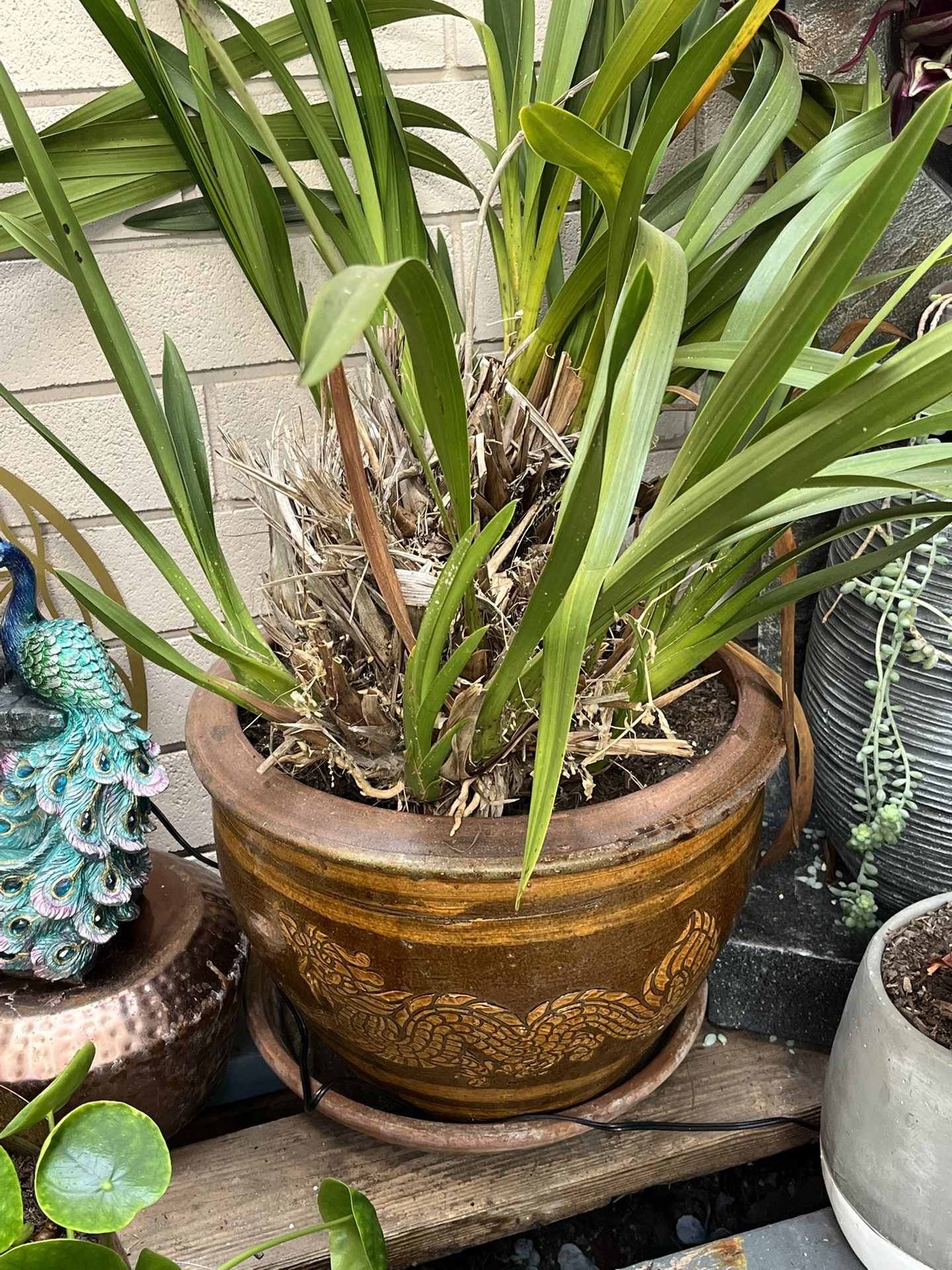 Flowering Orchid Plus Dragon Pot