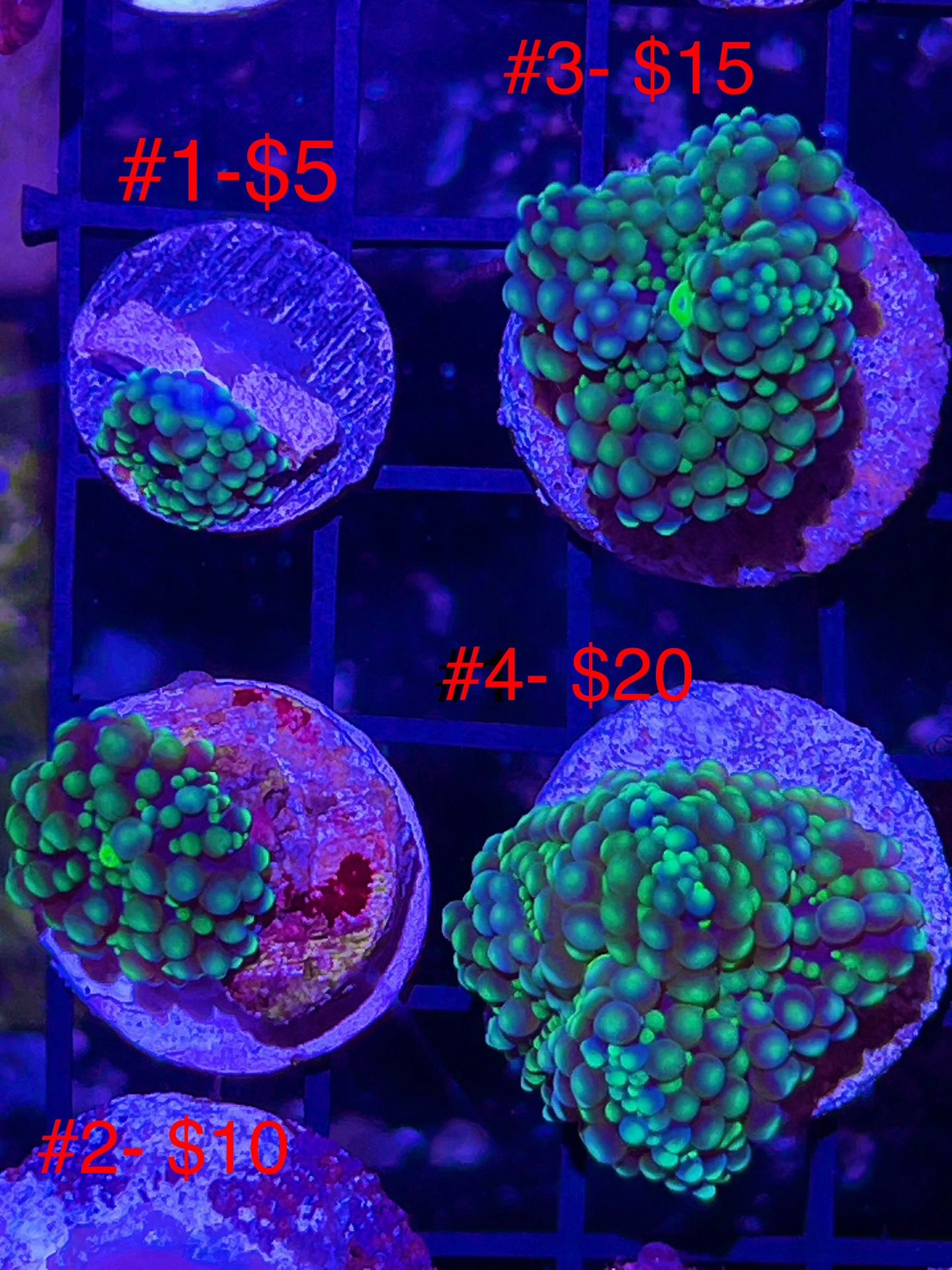 Canvas Soft Coral Display Frame 4x6