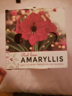 Red lion amaryllis flower bulb kit