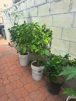 Plantas