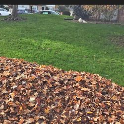 Leaf Pick Up 