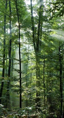 IRONWOOD, MI. UPPER PENINSULA PICTURE