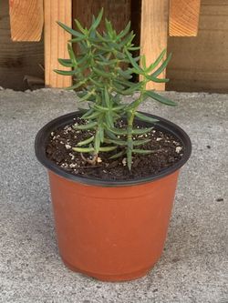 Miniature Pine tree Succulent