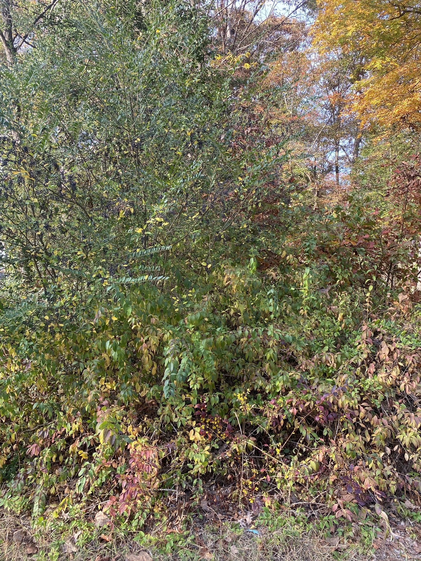 Brush Clearing Service