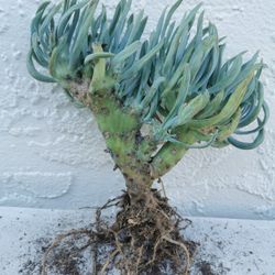 buy 1 get 1 free rare Mermaid Tail Succulent Crested Senecio Vitalis narrow leaf chalksticks "viper" 