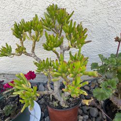 Outdoor Plants 