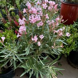 Gorgeous Pink Oleander 🙏PLS READ DESCRIPTION 