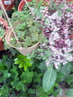 Plants 6 in