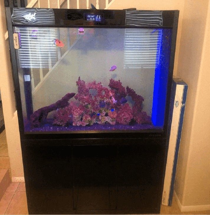 Large Full-Sized Fish Tank – A Beautiful Centerpiece for Your Home second or