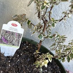 hemizygia candy kisses