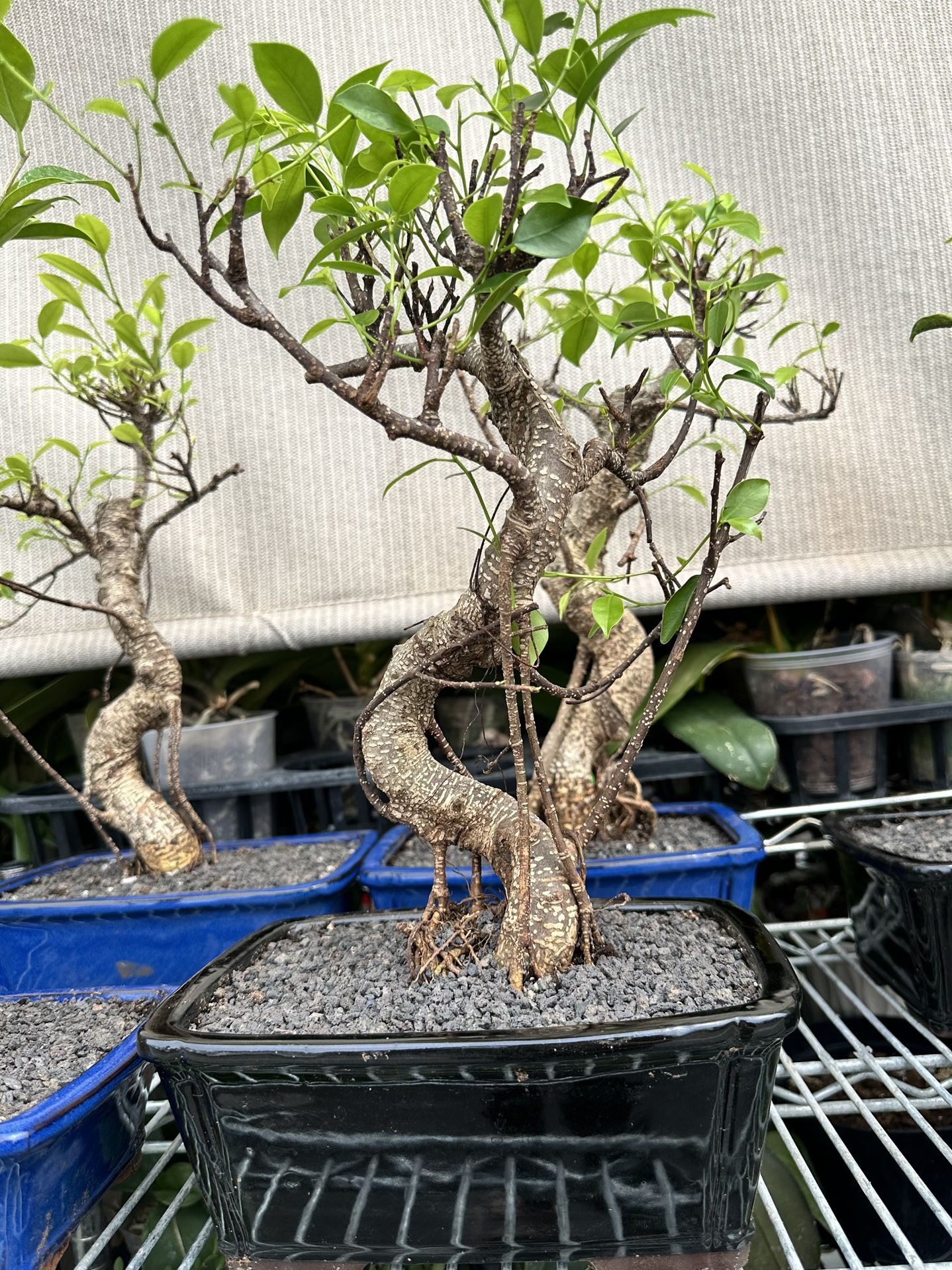 Tiger Bark Ficus Bonsai ( $65 $120) 12 14 Inches