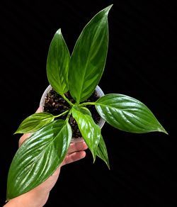 Peace Lily (Spathiphyllum) – Healthy Rooted Plant
