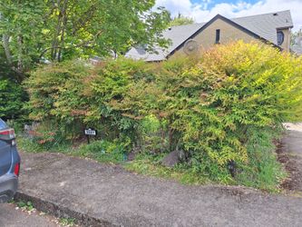 Free Nandina Hedge