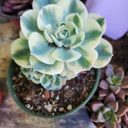 PLANT AND SUCCULENT SALE THIS SUNDAY FROM NOON TIL 3:30  SAN LORENZO. 