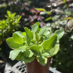 Mexican Hat Succulent 