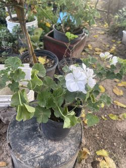  I Have Bundle Plants