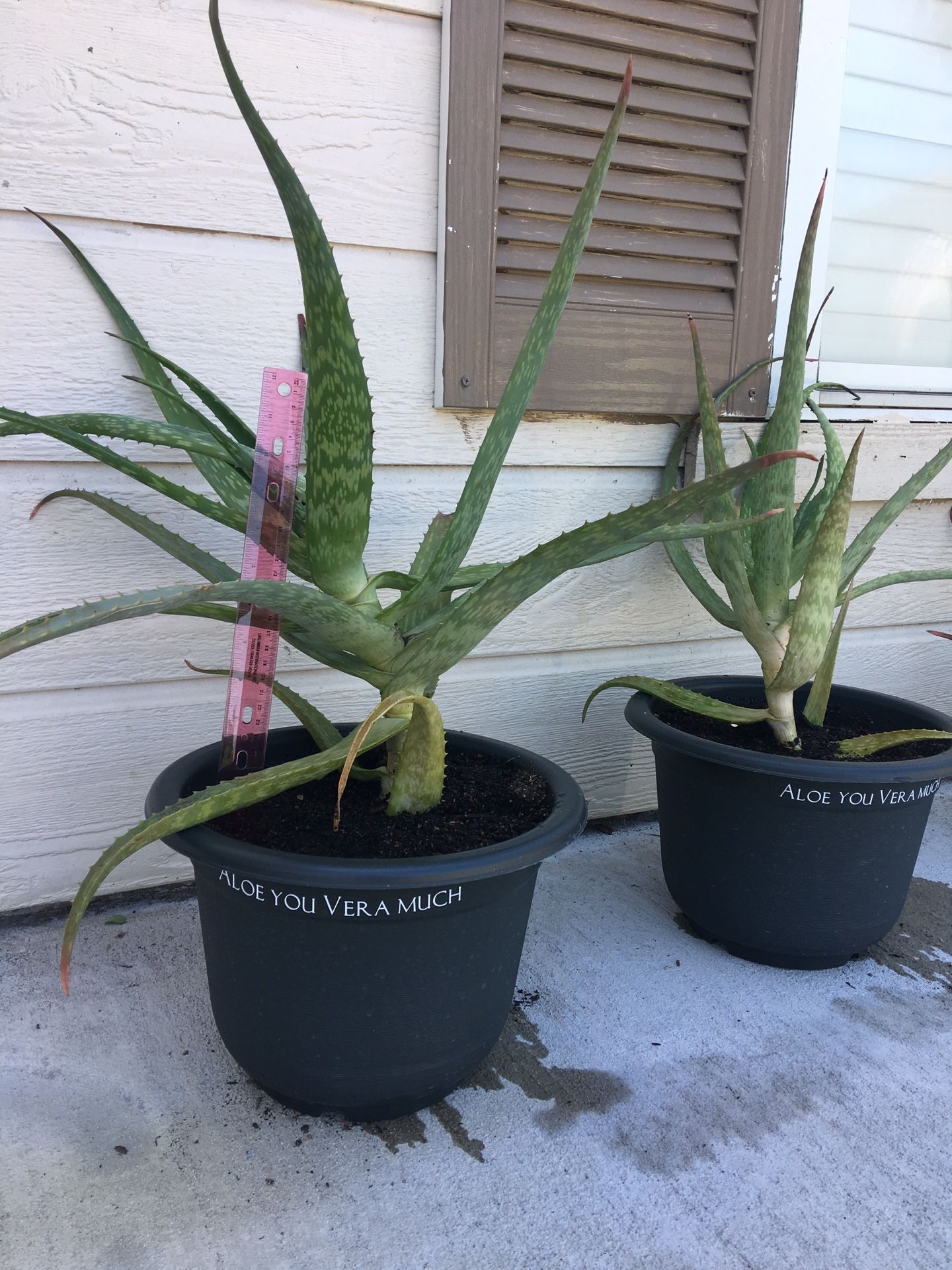 Large Aloe Vera plants - pot included