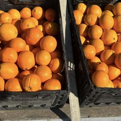 Sweet Oranges Sale 