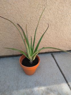Aloe vera plants