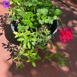 Various Geraniums, (Pelargonium)- House Plants