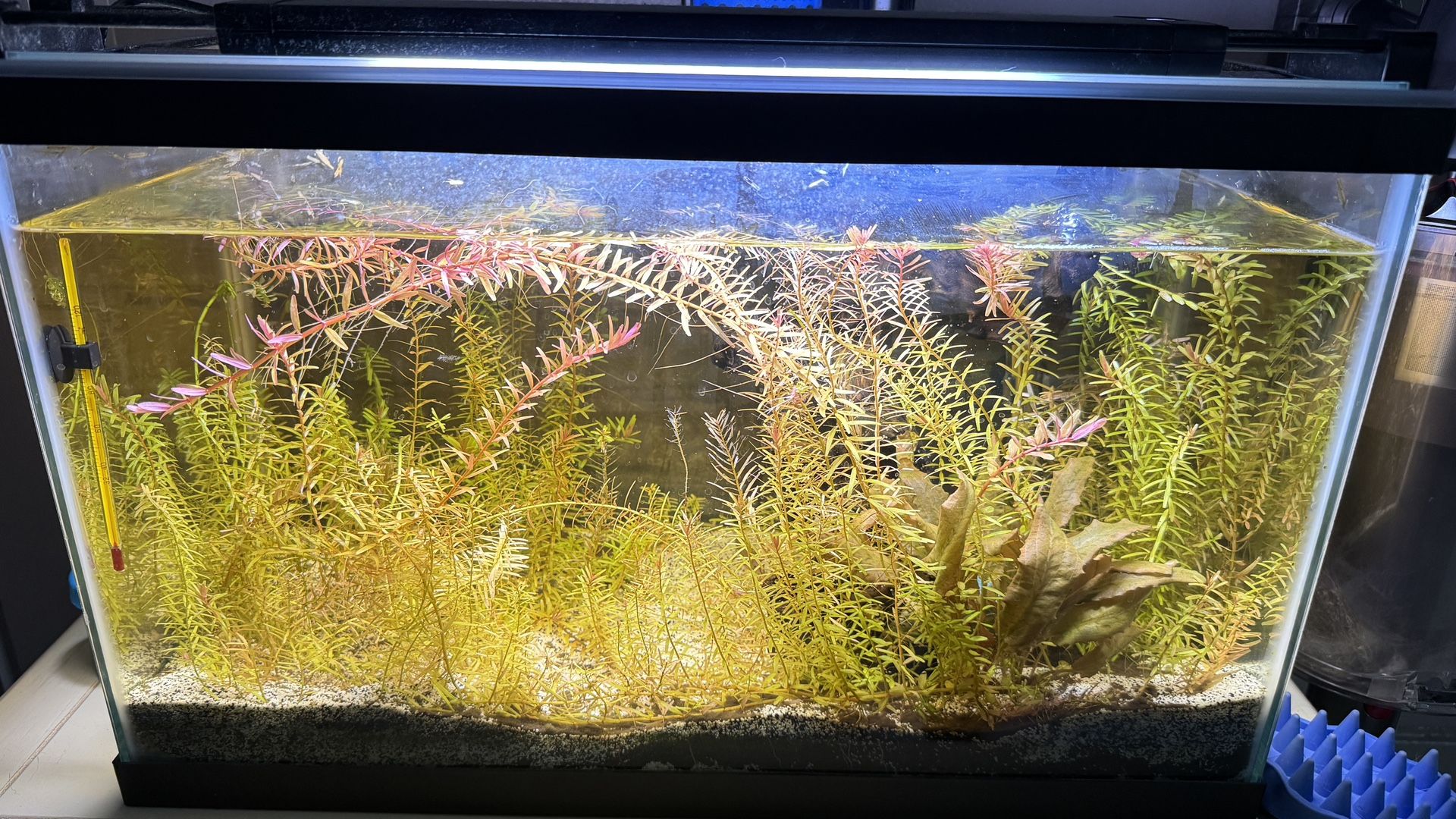 Free 10 Gallon Fish Tank Setup Live Plants