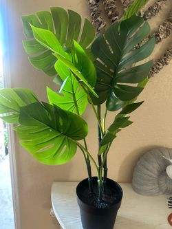 Plant