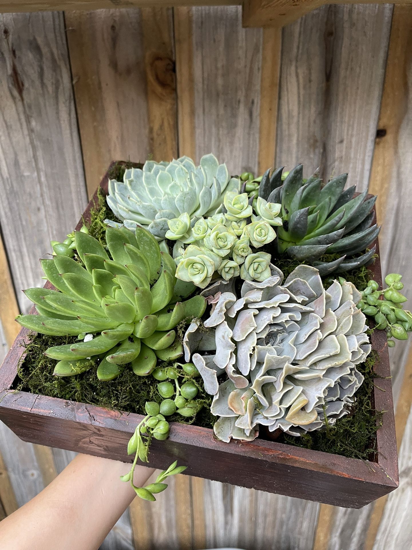 Succulent Arrangements | Custom Handmade With Real Wood