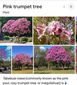 Pink trumpet tabebuia tree