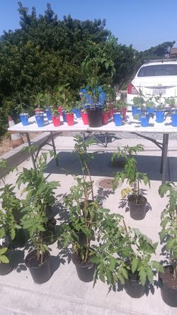 Tomato,  Basil, Pepper Plants
