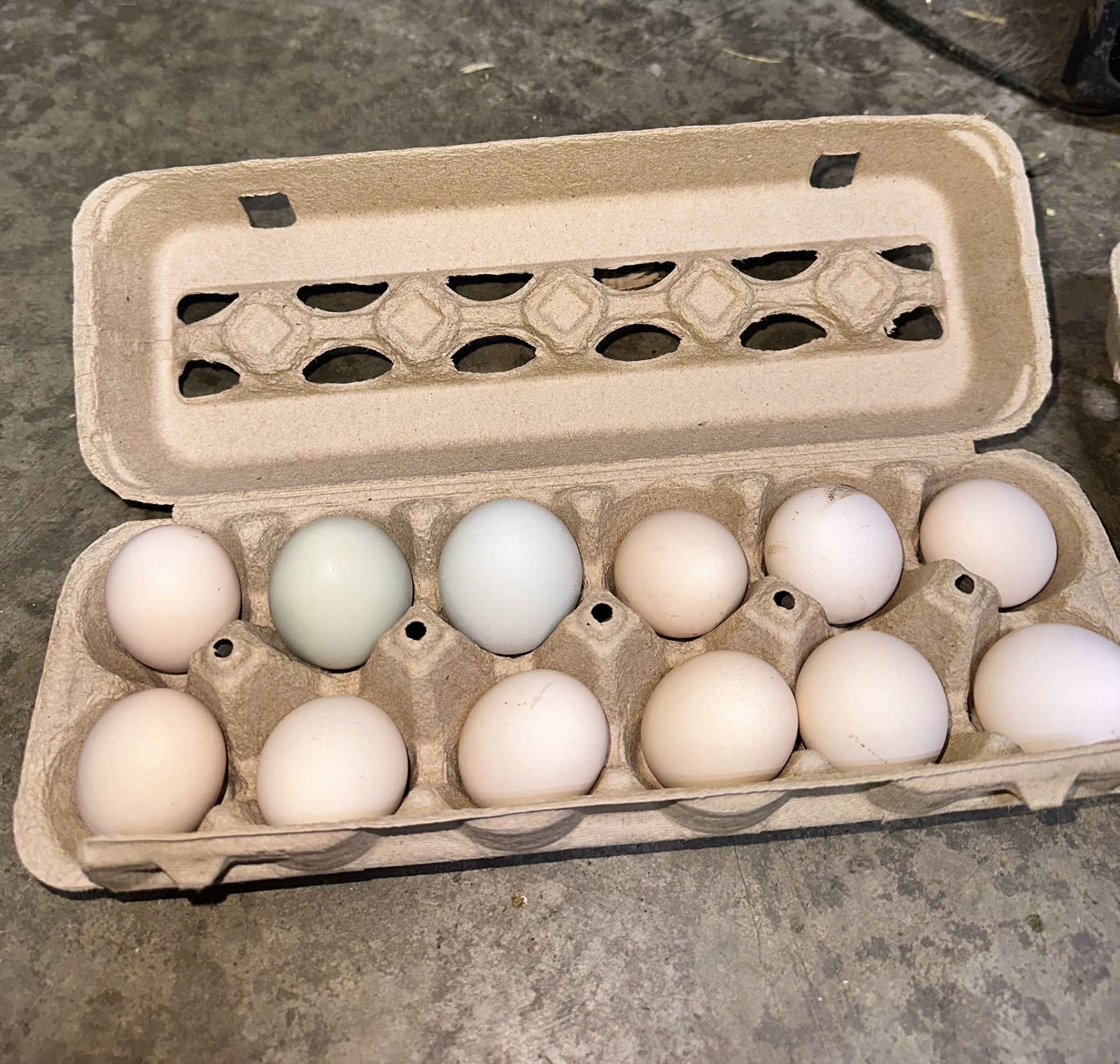 Eggs Available Duck, Chicken And Turkey
