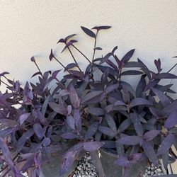Purple heart (Tradescantia pallida) plants