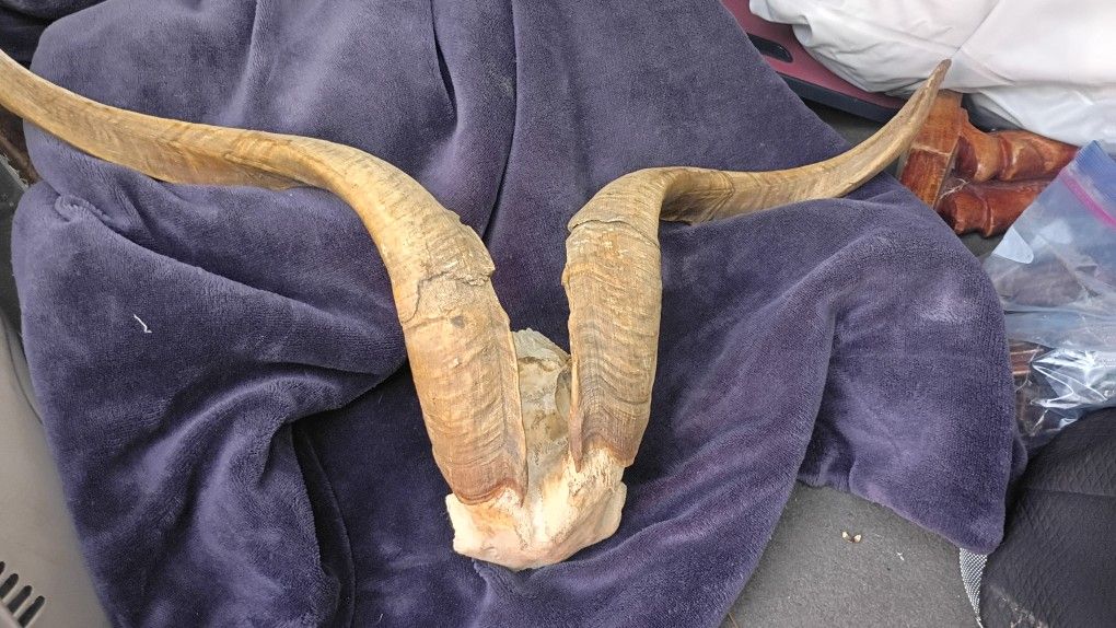 Horns